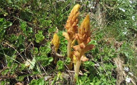 Orobanche jaune