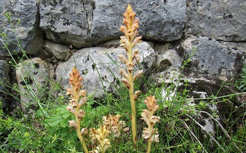 Orobanche du gaillet