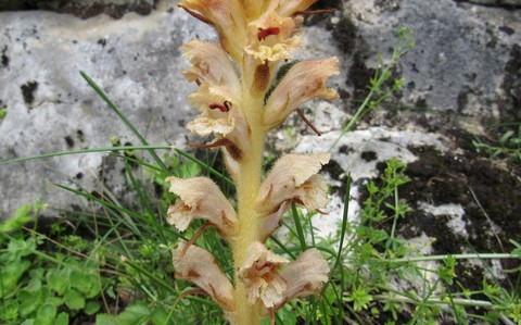 Orobanche du gaillet