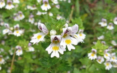 Orobanche - Euphraise officinale