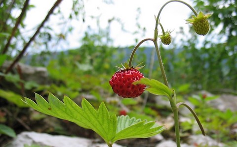 Fraise des bois