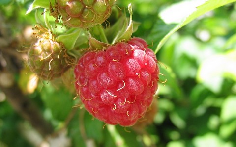 Framboise