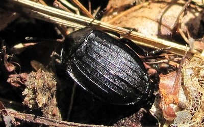 galerruca sp