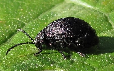 La galeruque de la tanaisie