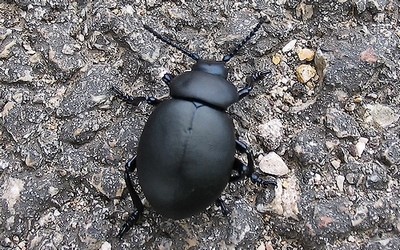 Le grand crache-sang