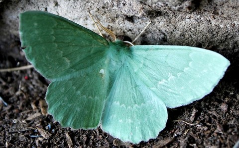 Papillons - Grande naiade - Geometra papilionaria 