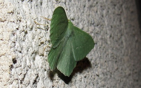 Papillons - Grande naiade - Geometra papilionaria 