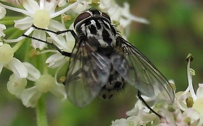 La graphomyie tachetée