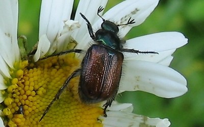 Le hanneton des jardins