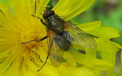 Helina sp
