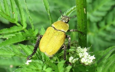 Hoplia argentea
