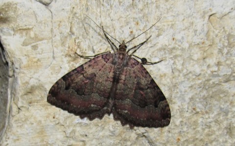 Papillons - L'incertaine - Triphosa dubitata
