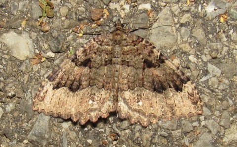 Papillons - L'incertaine - Triphosa dubitata