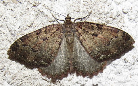 Papillons - L'incertaine - Triphosa dubitata