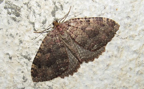 Papillons - L'incertaine - Triphosa dubitata