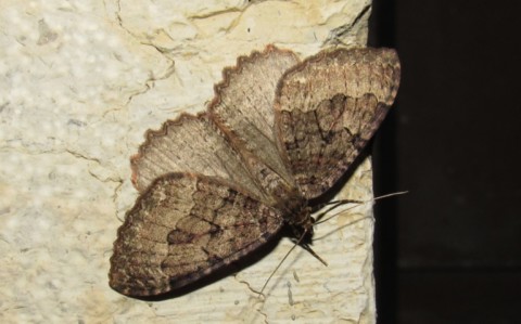 Papillons - L'incertaine - Triphosa dubitata