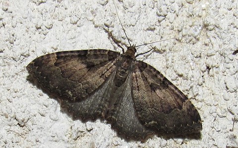 Papillons - L'incertaine - Triphosa dubitata