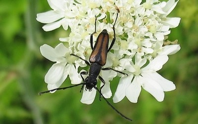 Cérambycidés inconnus