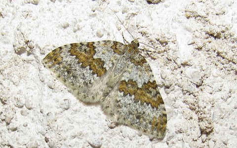 Papillons - L'infidèle ou l'entephrie étranglée - Entephria infidaria