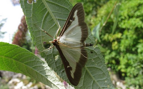 papillons - La pyrale du buis - Cydalima perspectalis