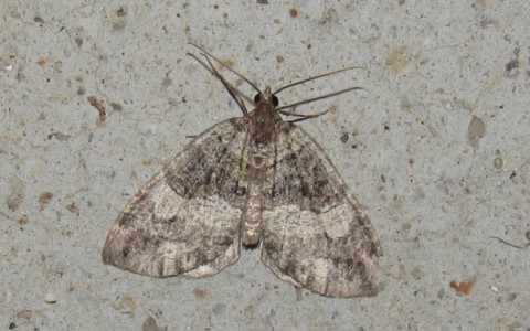 Papillons - La larentie arrosée - Hydriomena impluviata