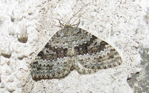 Papillons - La larentie bleuâtre -  Entephria caesiata