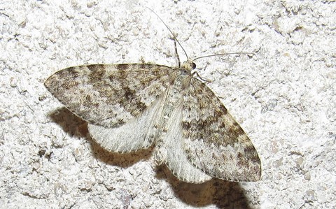 Papillons - La larentie bleuatre -  Entephria caesiata