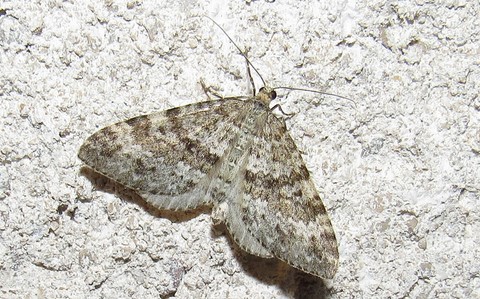 Papillons - La larentie bleuâtre -  Entephria caesiata