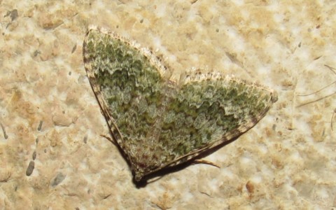 Papillons - La larentie fruste -  Euphyia frustata
