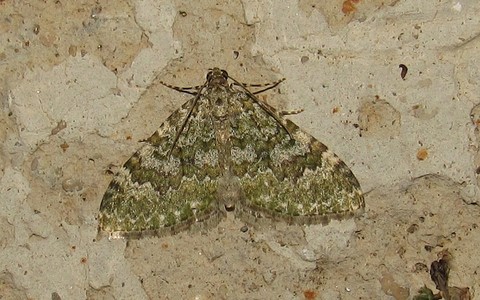 Papillons - La larentie fruste -  Euphyia frustata