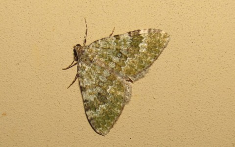 Papillons - La larentie fruste -  Euphyia frustata