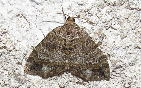 Papillons - La larentie lavée - Hydriomena furcata