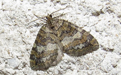 Papillons - La larentie lavee - Hydriomena furcata
