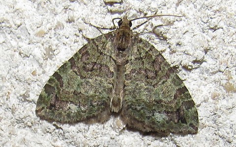 Papillons - La larentie lavée - Hydriomena furcata