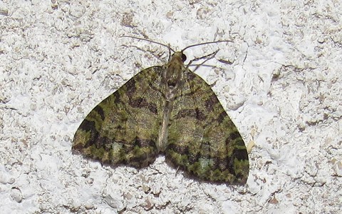 Papillons - La larentie lavée - Hydriomena furcata