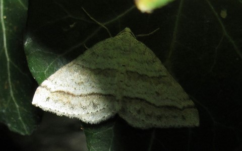 Papillons - La larentie parallèle -  Mesotype parallelolineata