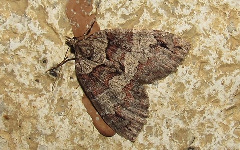 Papillons - La larentie rubescente - Hydriomena ruberata