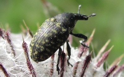 Larinus sp