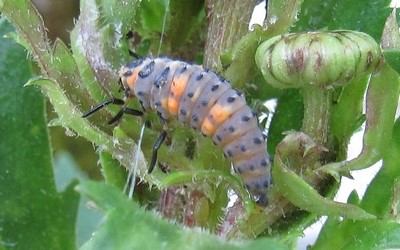 Larve de coccinelle à 7 points