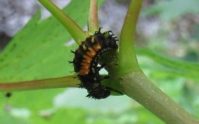 Larve de coccinelle chinoise