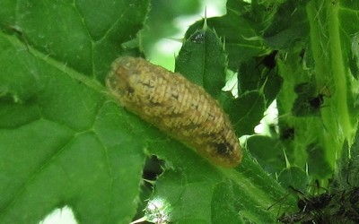 Larve de syrphe