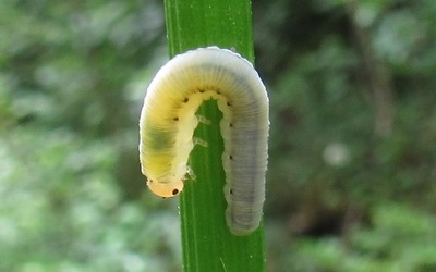 Larve de tenthrède