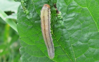 Larve de tenthrède