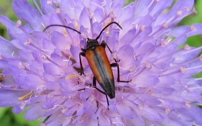 La lepture à suture noire