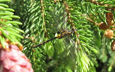 La leucorrhine douteuse