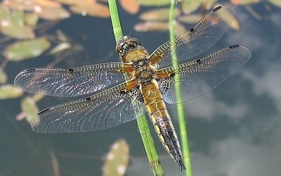 La libellule à 4 taches