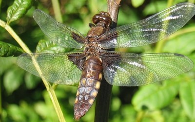 La libellule deprimée femelle