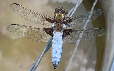 La libellule deprimée mâle