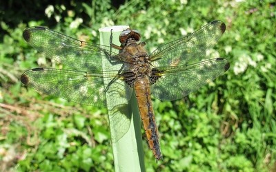 La libellule fauve femelle
