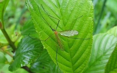 Limonia phragmitidis